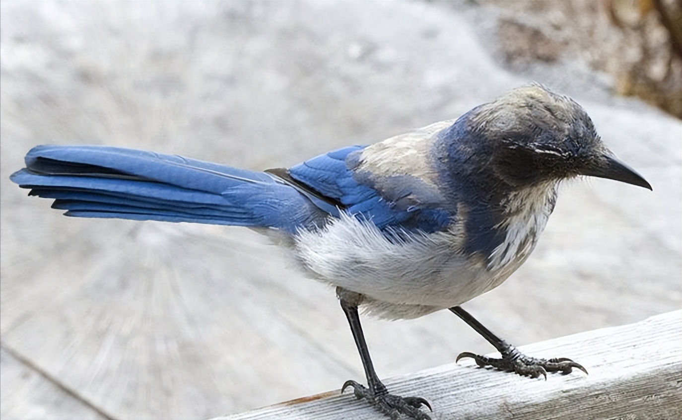 鸟儿大全高清图,高清珍稀鸟动态图片大全