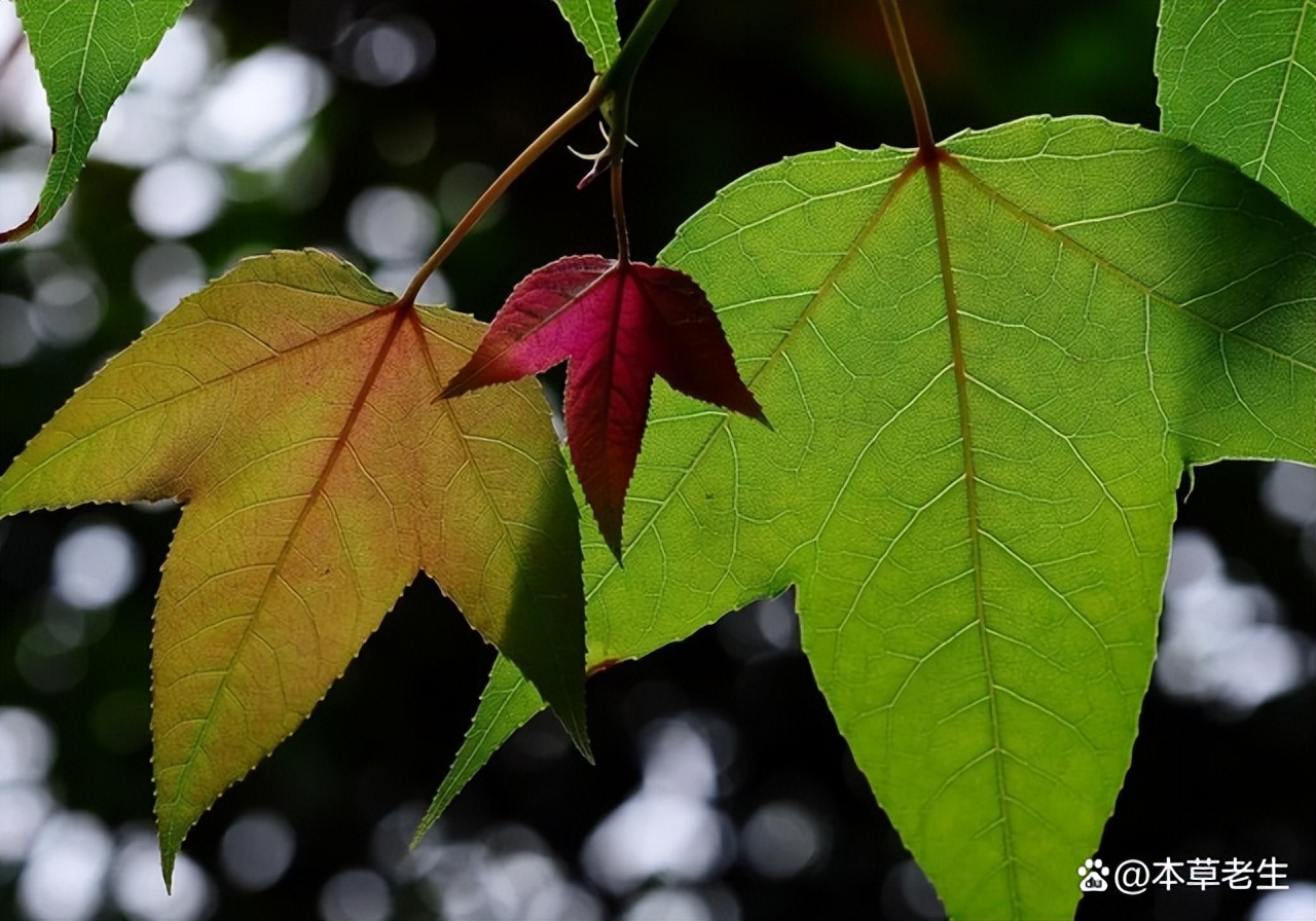 苏合香真假,苏合香哪个产地的最好