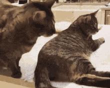 “猫咪发情，可以用棉签帮它爽爽吗？”