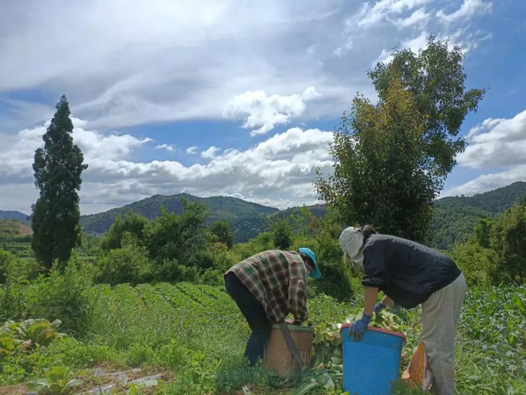 裸辞女教师云南,辞职女教师隐居山村多年