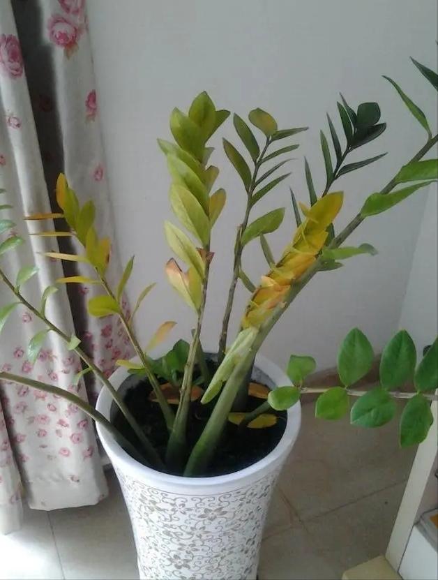 100种耐寒耐旱花卉,哪种花最耐旱不用浇水