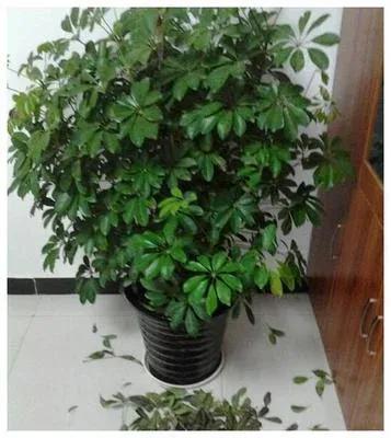 鸭脚木又叫鹅掌柴吗,鹅掌柴学名