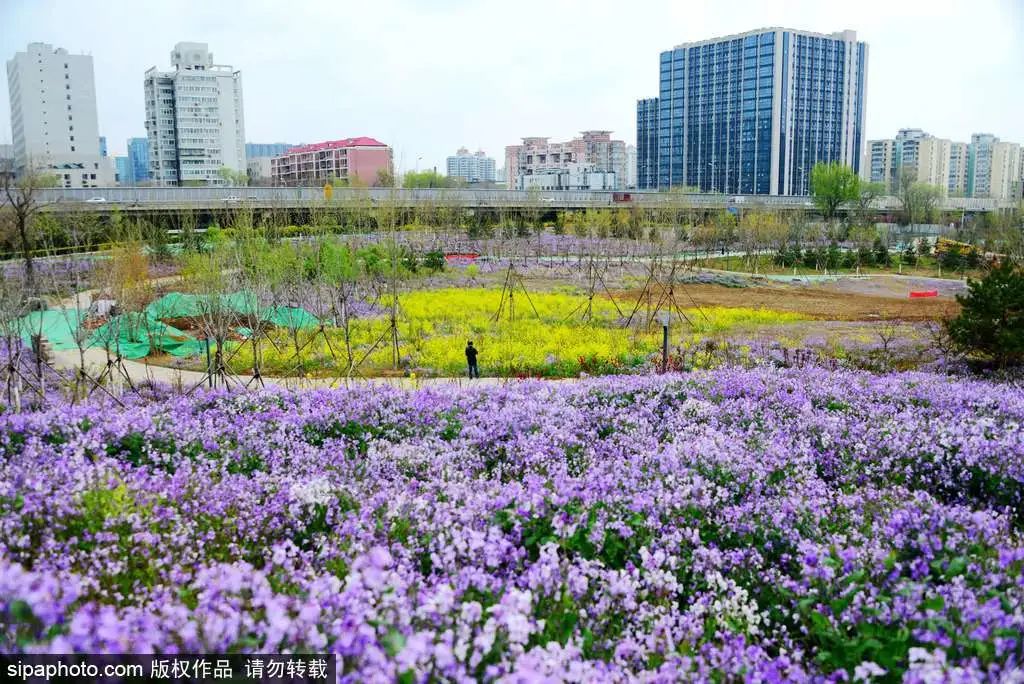京城四月花事多,在二月兰花海中遇见小松鼠~