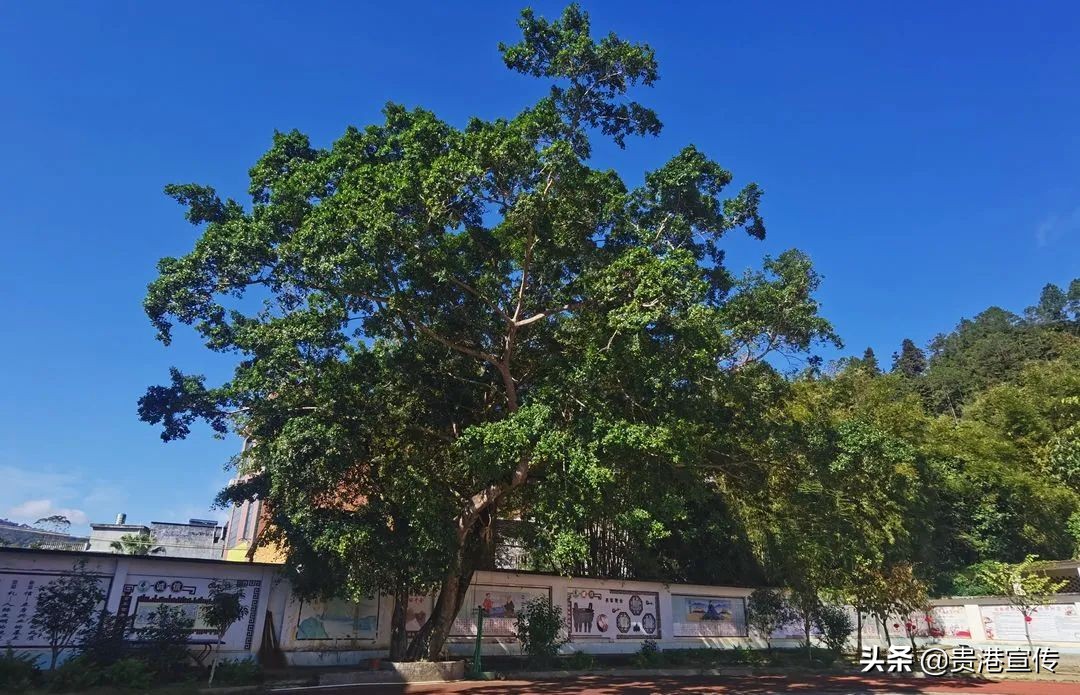 大鹏中心小学温逸宏,大鹏中心小学陈小波