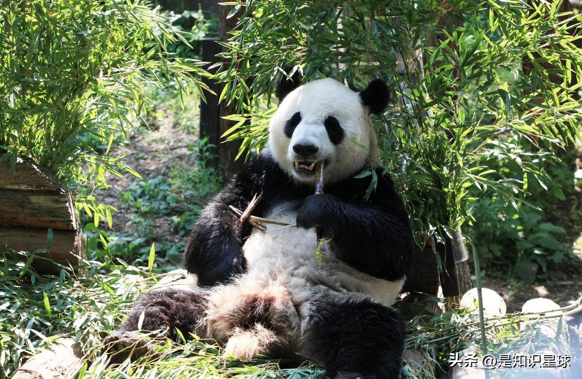 熊猫指头的特点,熊猫手指有几个指头