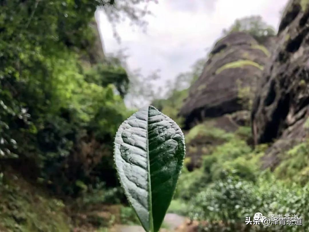 中国最优的十大名茶排名,最新中国十大名茶排名榜