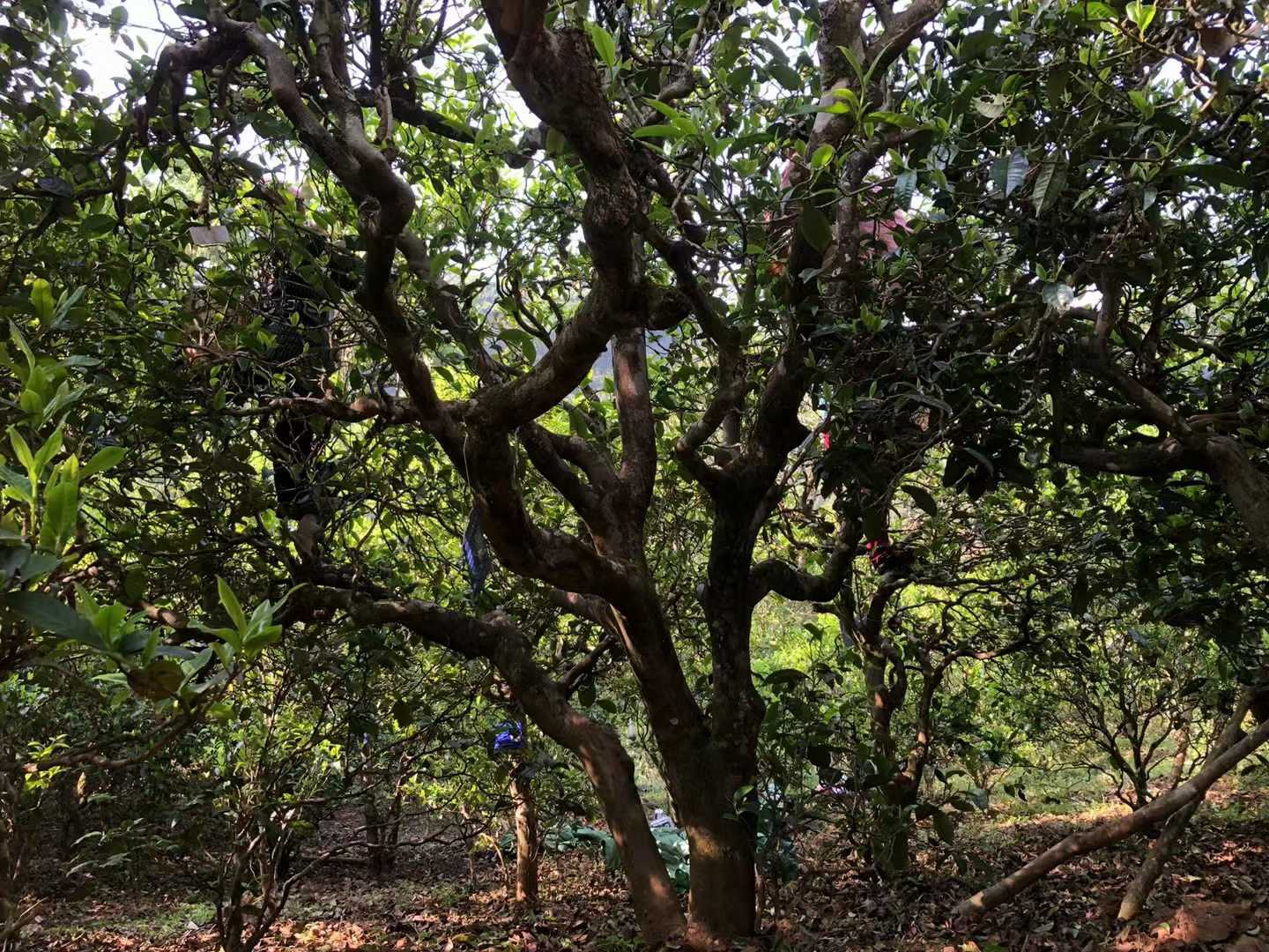 存茶16吨老茶商怒不可遏：你们年轻茶商，为什么不接库存的盘？