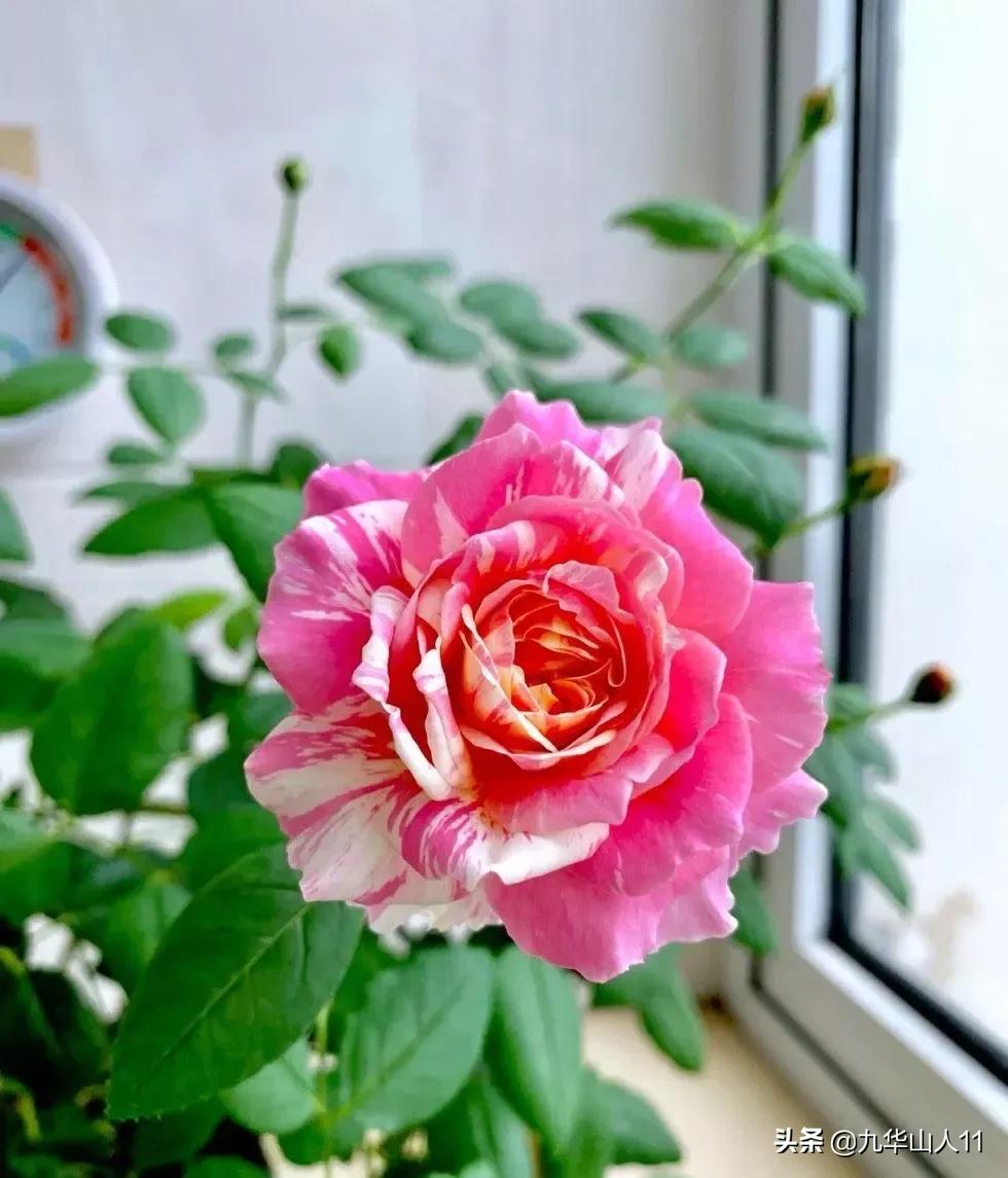 大花浓香勤花的月季品种,大花月季品种介绍大全图片及价格