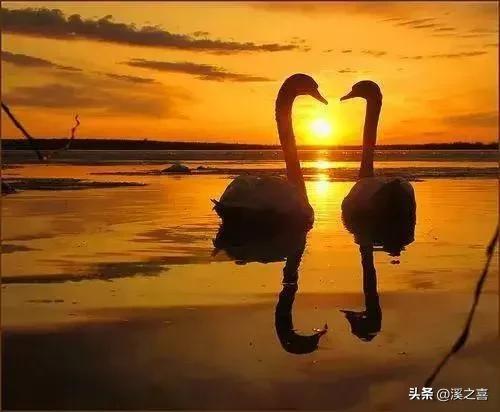 中年人情人节经典语录,中年人情人节幽默句子