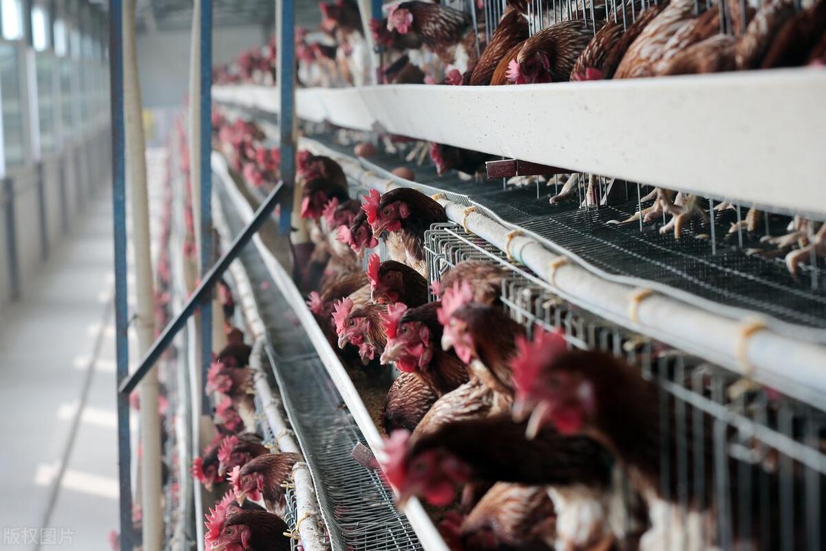 畜禽粪污资源化利用批发,畜禽粪污资源化利用产品