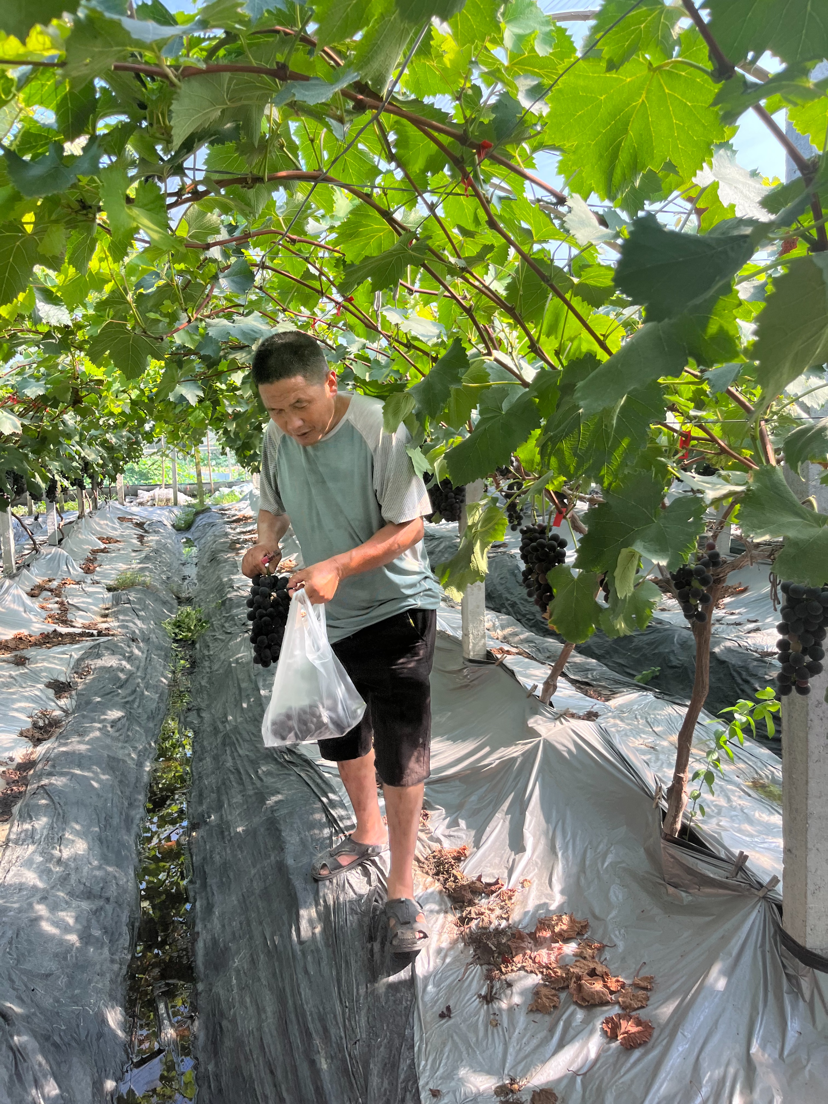 高凤香：送葡萄的高邮人（散文）