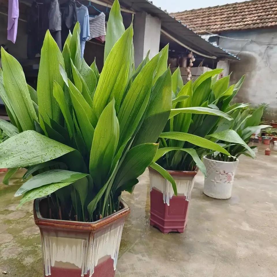 什么花净化空气除甲醛最好,什么花除甲醛效果最好最好养