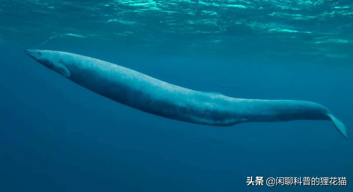 史前巨兽十大海洋霸主战斗力排名,史前最危险的十大海洋巨兽