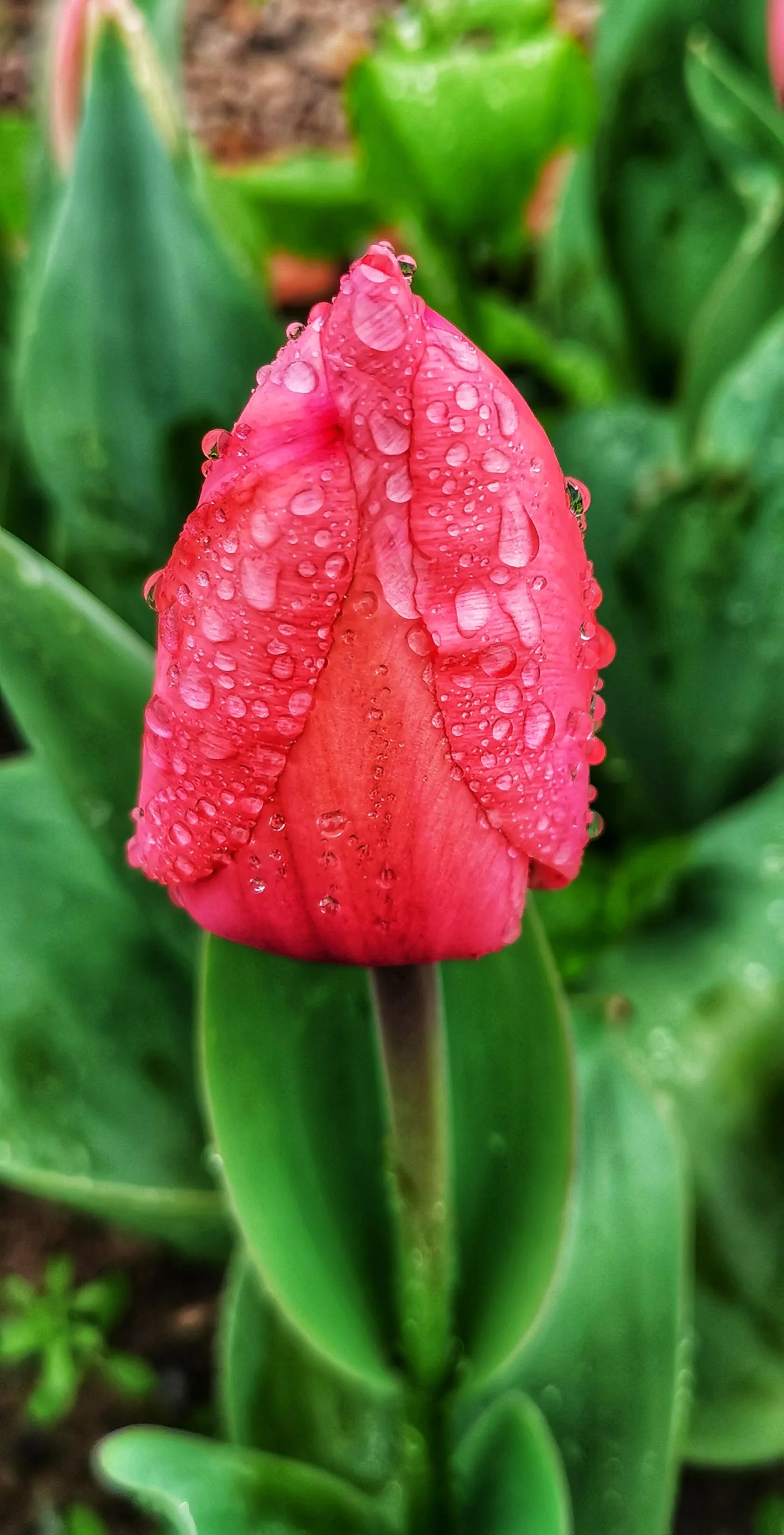 湖北宜昌花海赏花,枝江同心花海四月有什么花