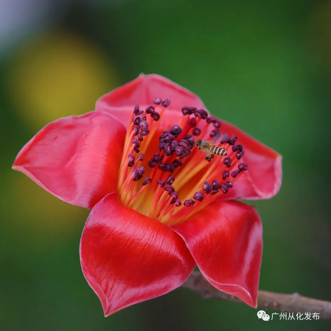 两人从化两天一夜游玩攻略,去从化玩的攻略