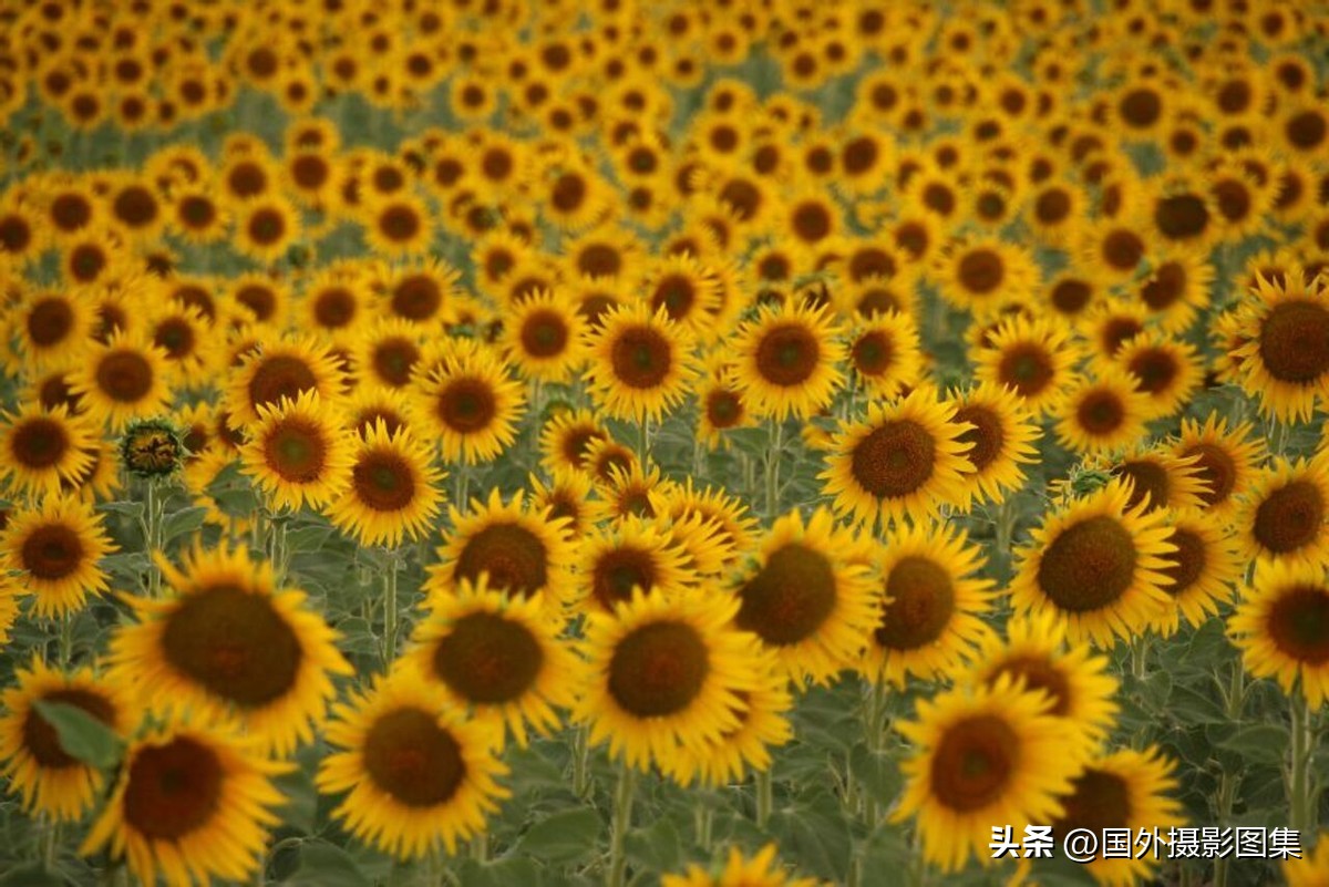 世界顶级唯美人像摄影师,世界顶级自然摄影师作品