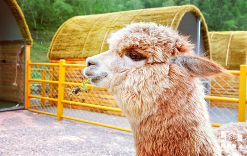 黄花沟旅游攻略10月份吃什么,黄花沟旅游攻略