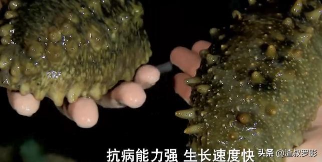 男子50元买海鲜发现是海洋活化石,一男子花10万买海参后续