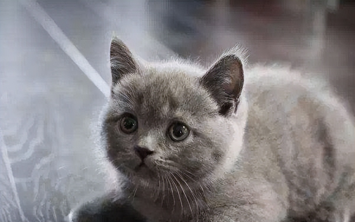 英短纯种和不纯种区别,英短品种不纯怎么办