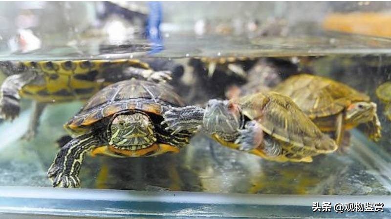 乌龟吃什么如何喂养乌龟,怎样给乌龟喂食乌龟爱吃什么