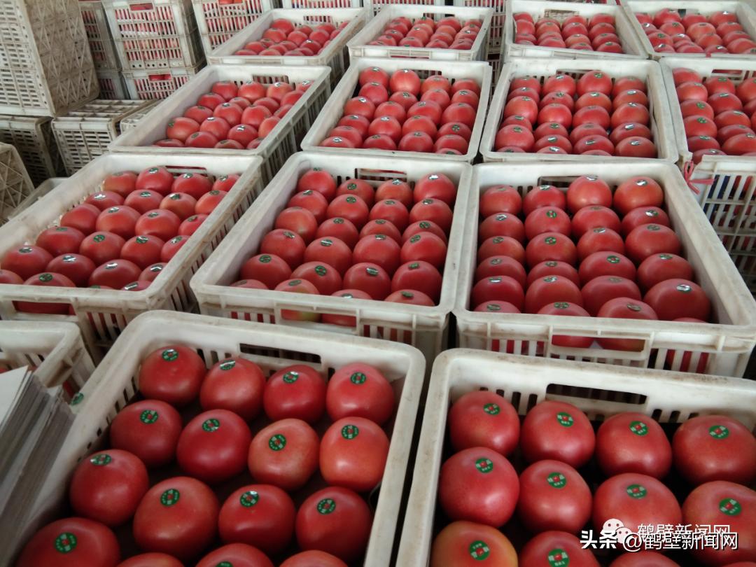 厉害了！鹤壁这个村种菜种出“国家级”名片