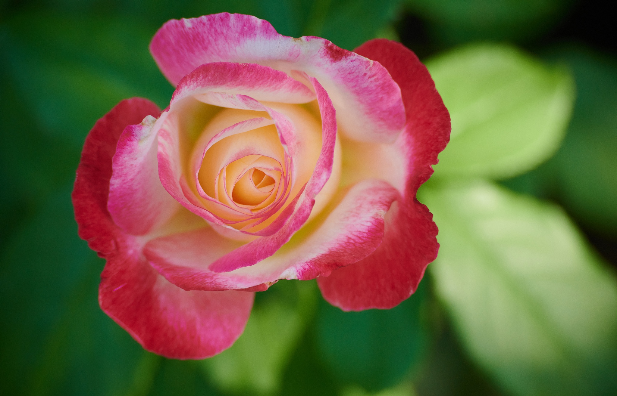 老婆强势男人怎么应对,婚后几年老婆特别强势