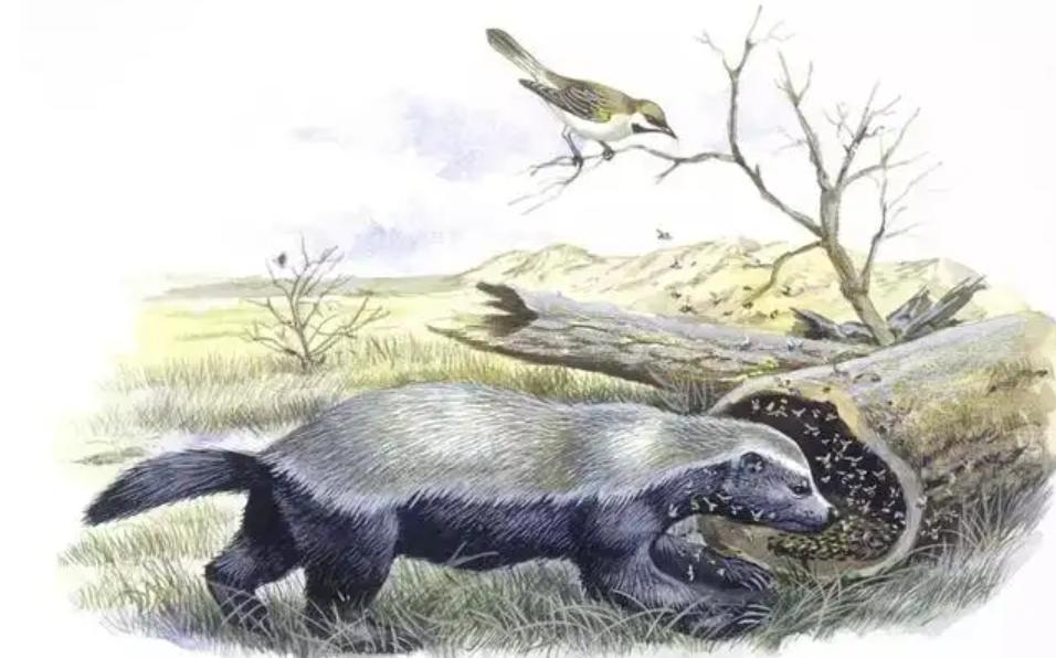 大鹅和平头哥,平头哥最新比赛谁赢了