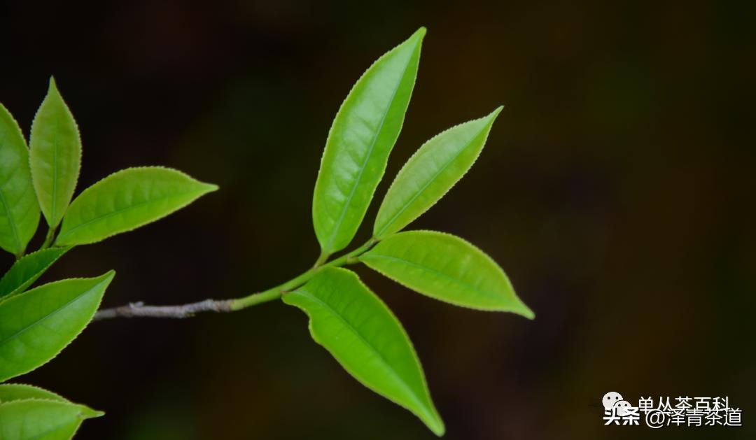 了解一下凤凰单丛,了解凤凰单丛
