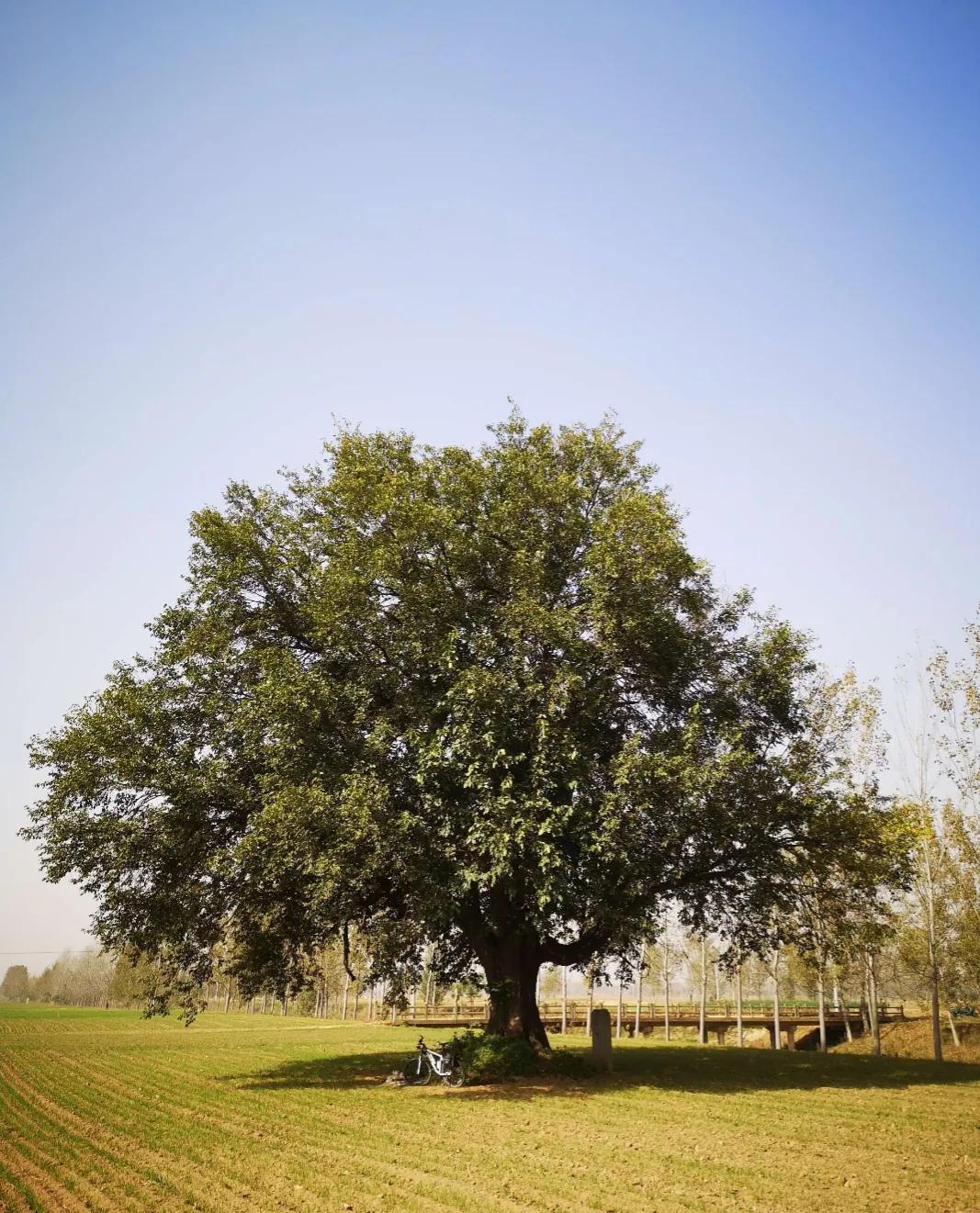 成武县古树,临武县古树