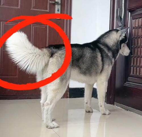 全网最听话的奥斯卡二哈,一只被主人逼疯的二哈奥斯卡