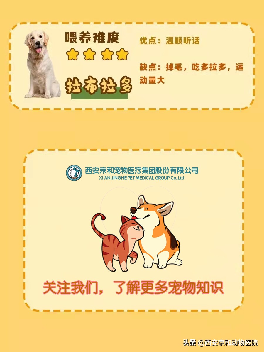 关于狗狗的养狗知识大全,狗狗怎么养注意事项大全