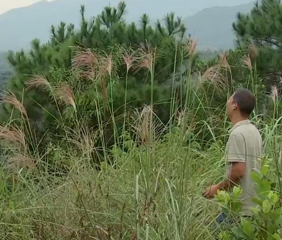 养鹅创业致富门路,90后小伙创业林下养殖大鹅