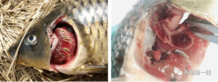 鲤浮肿病毒,CEV：鲤浮肿病研究进展与治疗鲤传染性水肿病的探讨