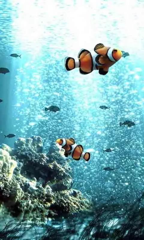 海底世界高清大图壁纸,手机动态海底世界鱼壁纸