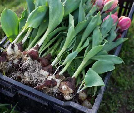 荷兰国花郁金香的象征意义英文,荷兰国花郁金香价格表