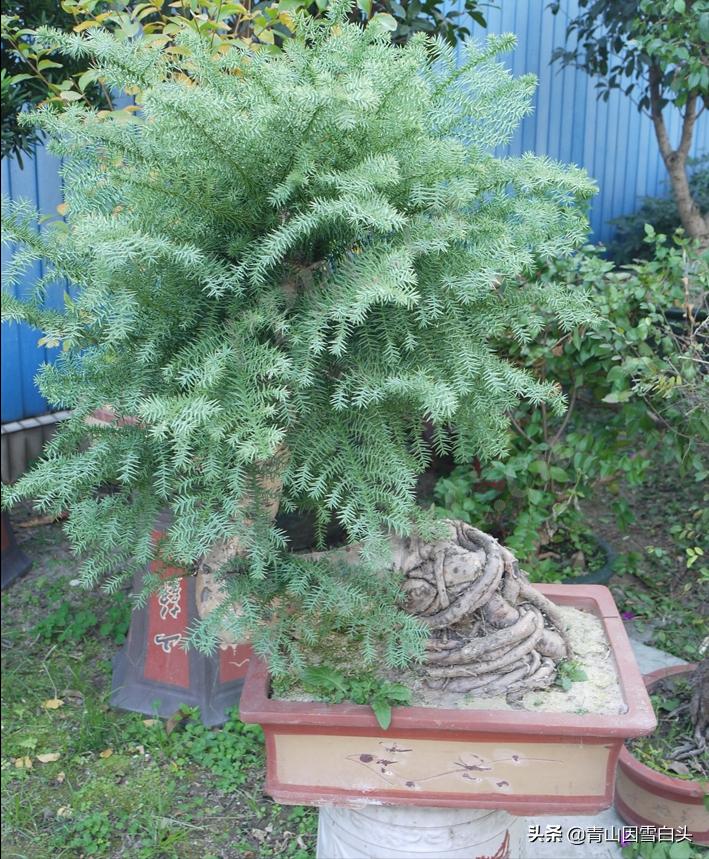 秃杉种多少年可以卖,秃杉树苗