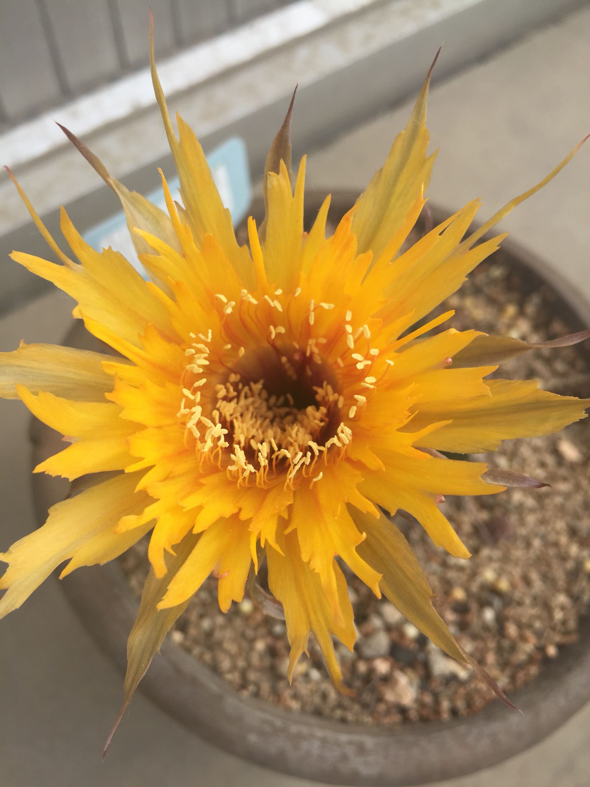 毛花柱仙人球品种大全,顶级精品仙人球花