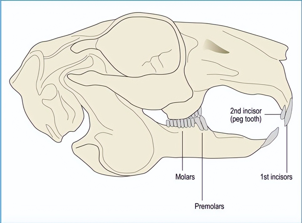 你知道兔子相关的知识吗,兔子真的懂人话吗