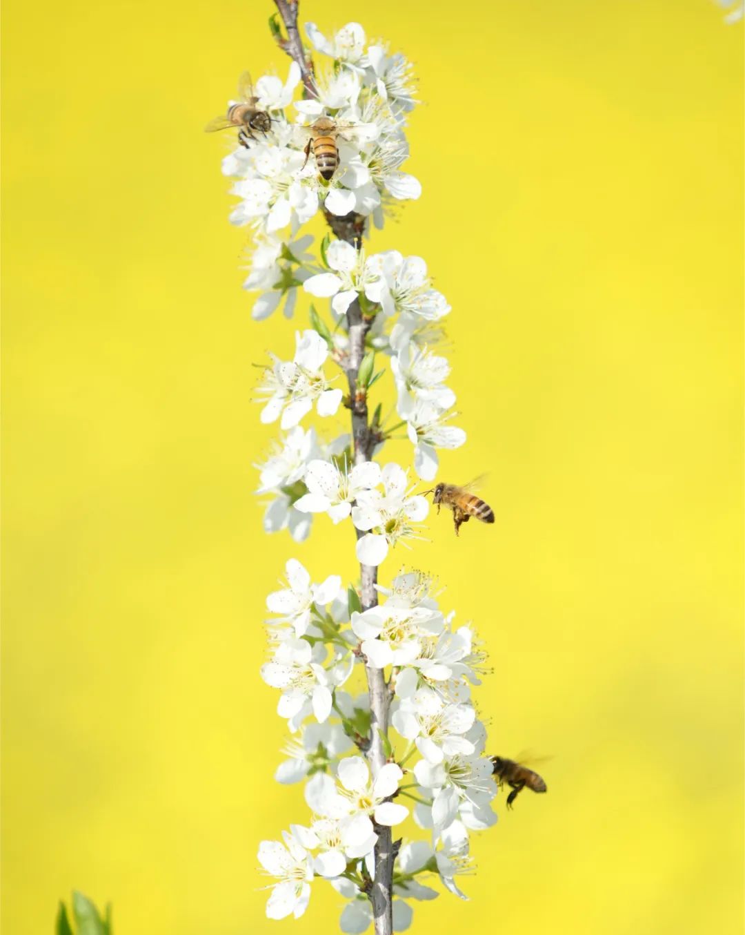 成都市区现实版桃花源记在哪里,成都公交可达的古镇