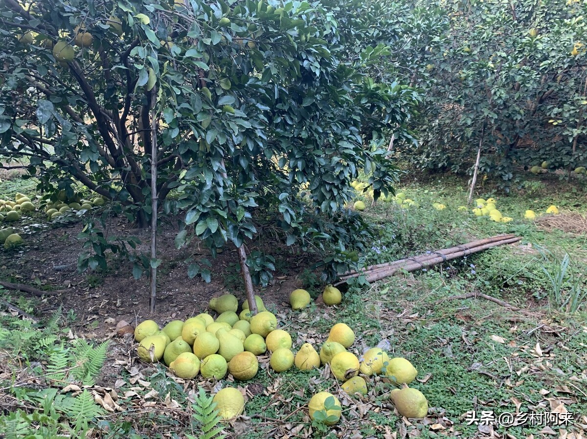 什么品种的柚子皮薄又大又甜,适合院子里种的柚子优良品种