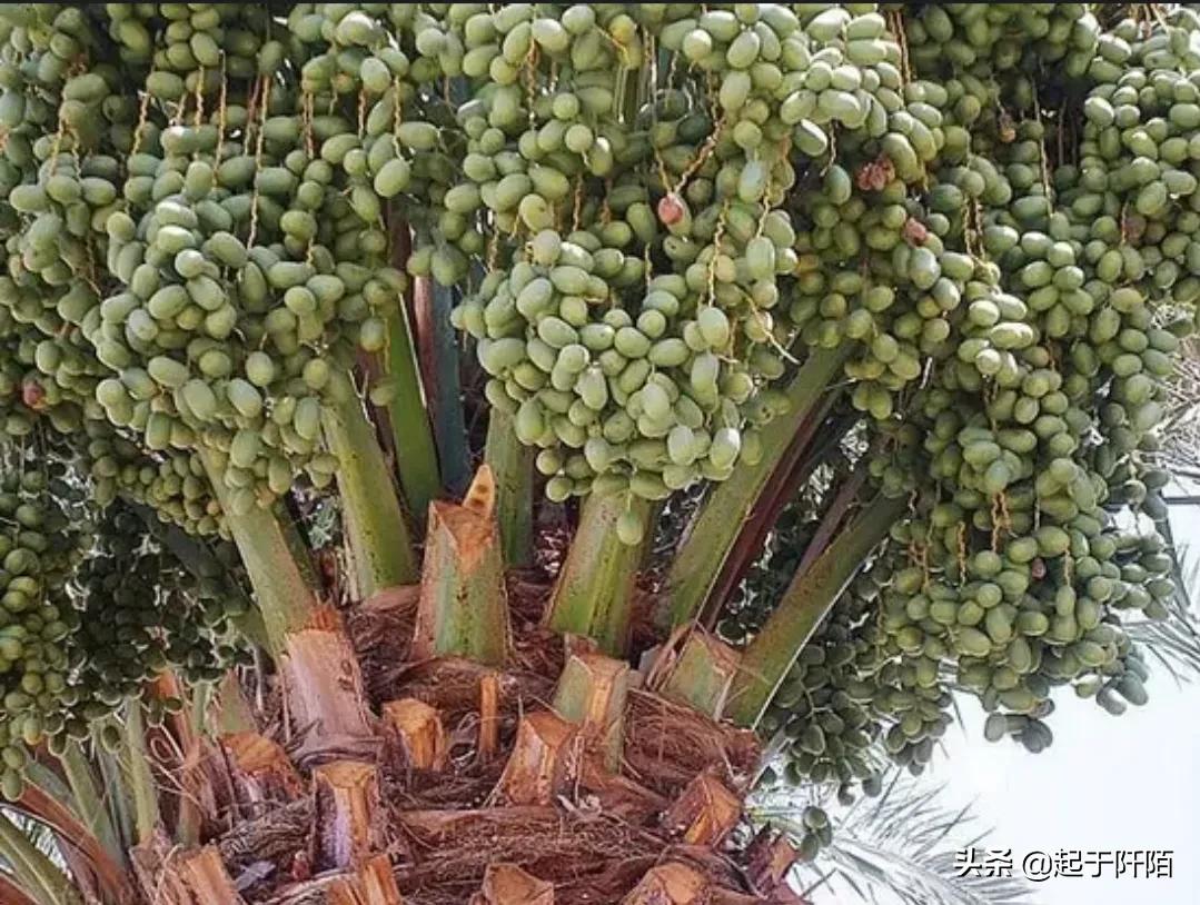 “迪拜”现状，带你看看真实的迪拜