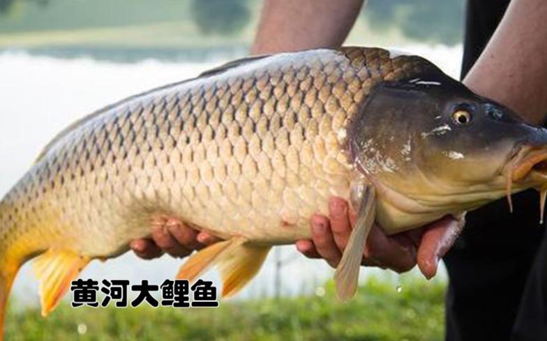 公认好吃淡水鱼有哪些种类,四大淡水名鱼是哪四种鱼