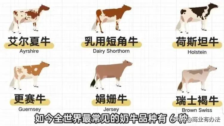 娟姗牛奶进价是多少钱,娟姗牛奶价格表