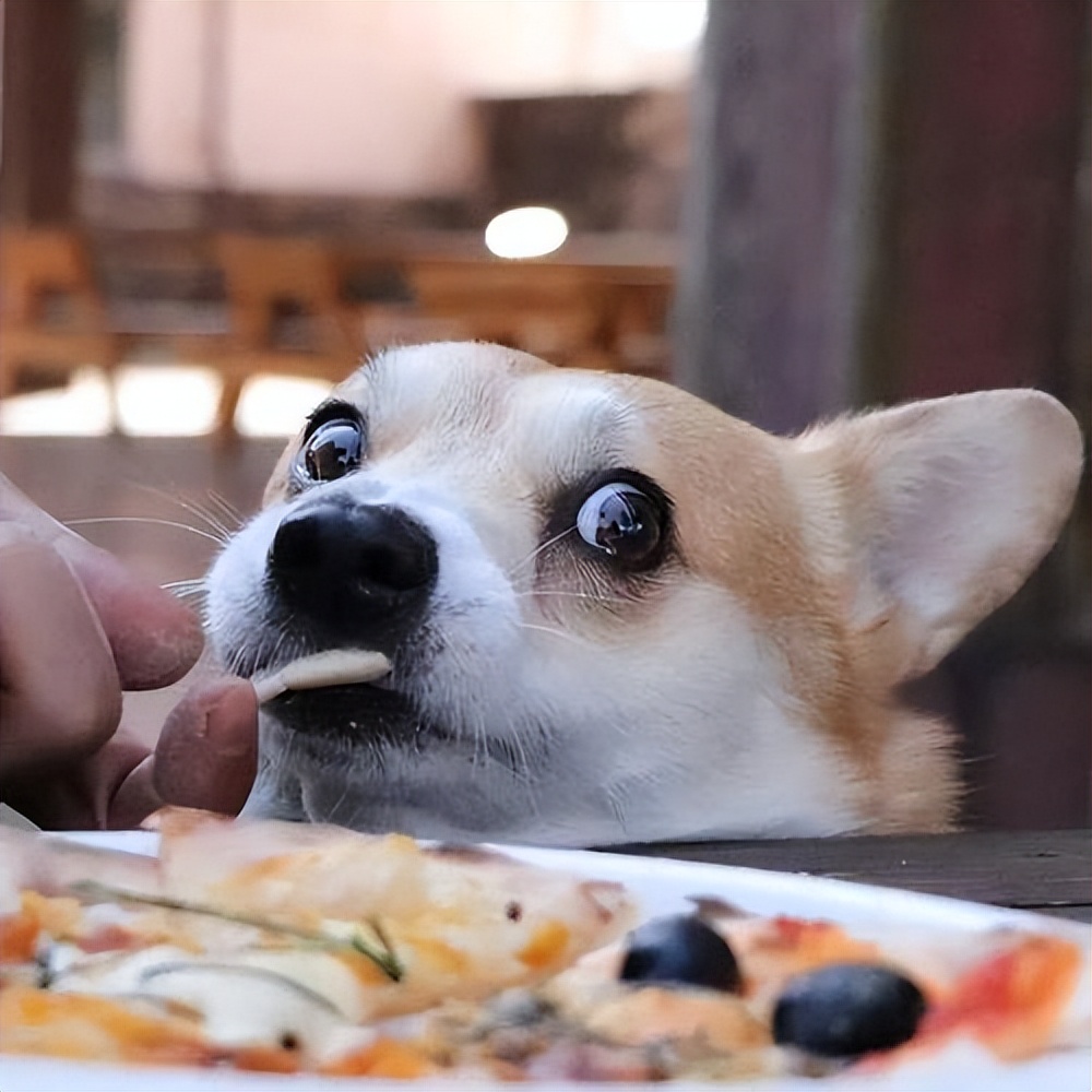 养柯基还是泰迪,养柯基还是泰迪省钱