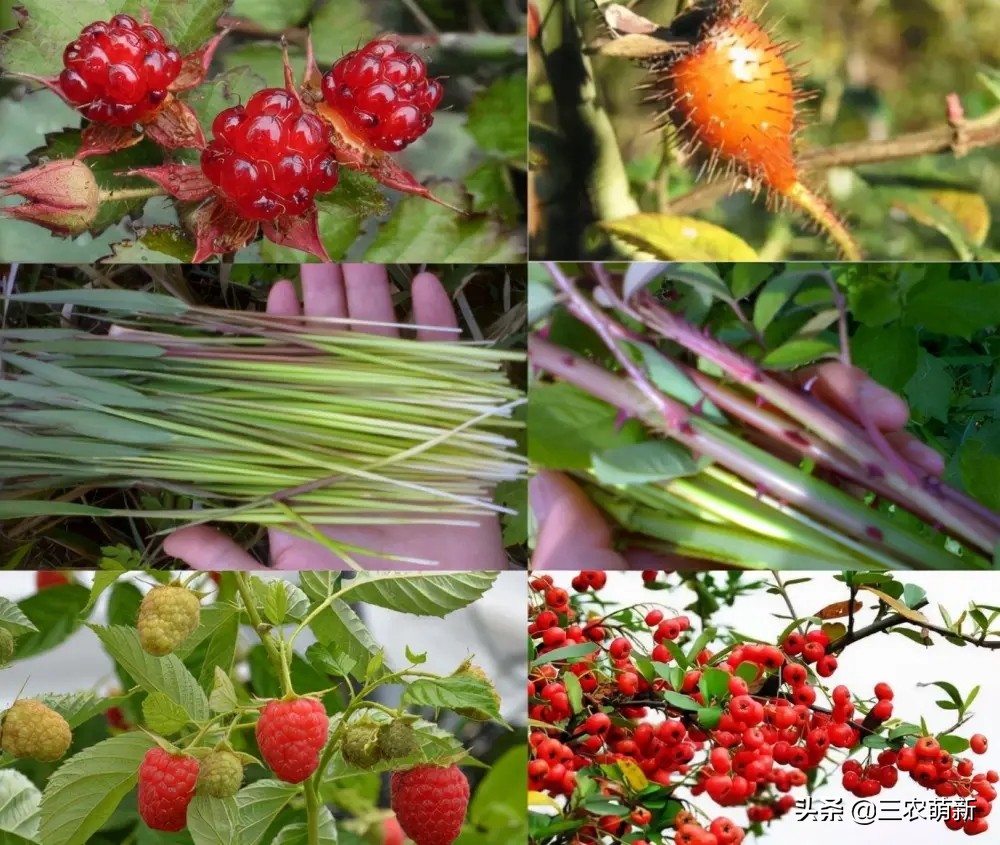 吃刺苔的好处,刺苔不剥刺直接吃