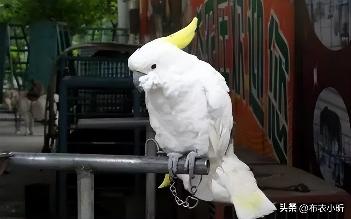 得了鹦鹉热怎么样鹦鹉快速好起来,鹦鹉如何度过三伏天