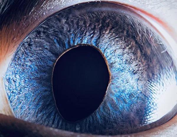 显微镜下的十大生物,显微镜下看到的各种不同样的生物