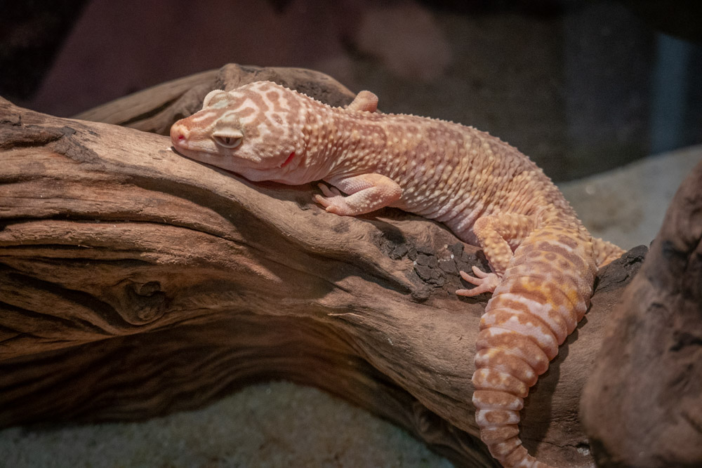 广州长隆野生动物园蛇之秘境,广州这个城市真的好繁华