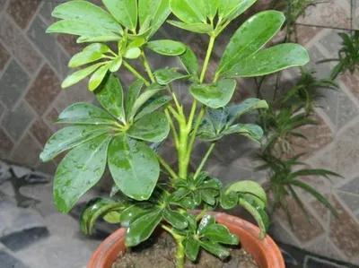 鸭脚木又叫鹅掌柴吗,鹅掌柴学名