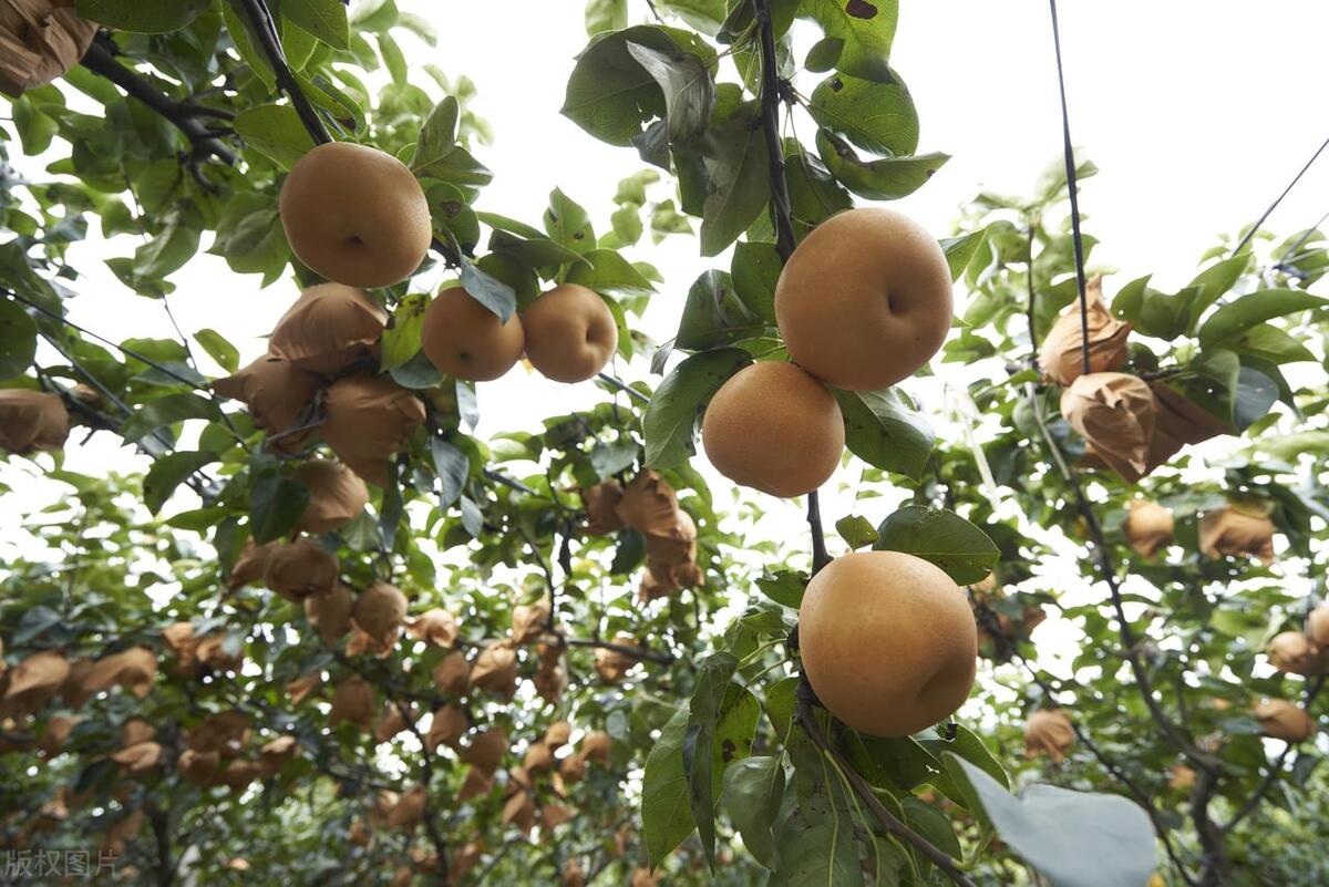 果园果树免费认养方案,果树认养用哪个平台推广